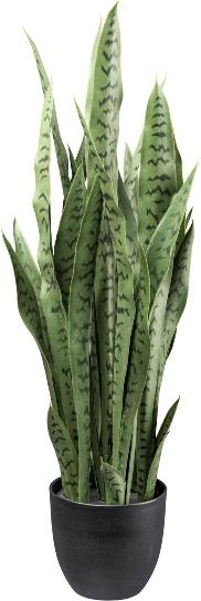 Immagine prodotto Gasper Schwiegermutterzunge (90 cm)