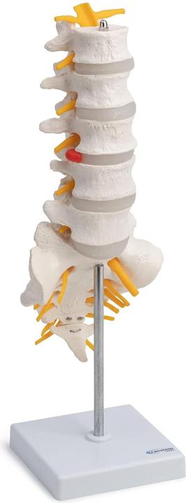 Produktbild Cranstein Scientific Anatomiemodell Lendenwirbelsäule A-319