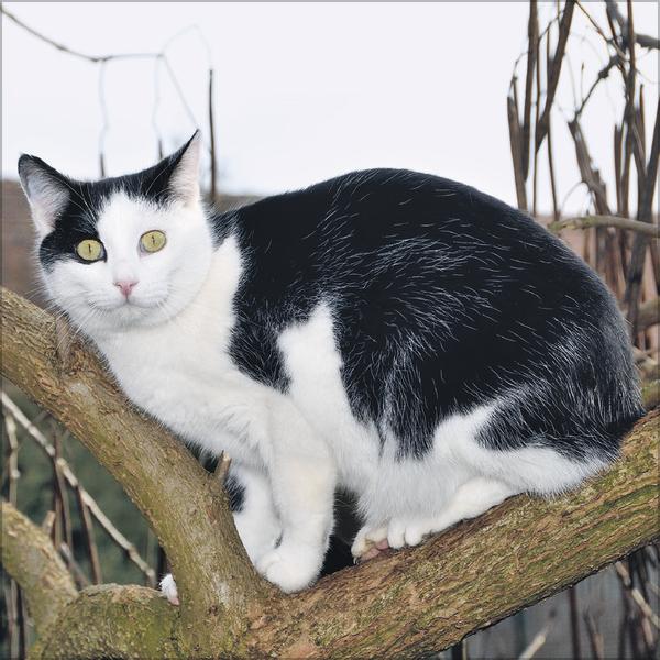 Actual product image Cats 2026 (Special)