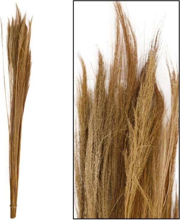 Image du produit Dijk Genêt à balai (Fleurs séchées)