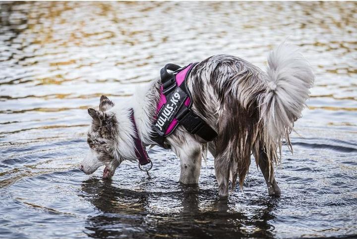 Produktbild Julius-K9 K9 IDC POWERGESCH GR 0 ROSA 58 (0, Hund, Hundesport)