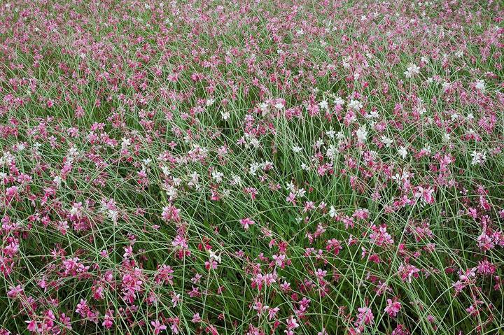 Actual product image Samyang 35mm f/1.4 Canon EF AE (Canon EF, Canon EF-S, APS-C / DX, full size)