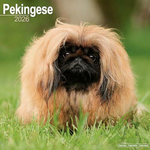 Actual product image Pekingese Calendar 2026 Square Dog Breed Wall Calendar - 16 Month