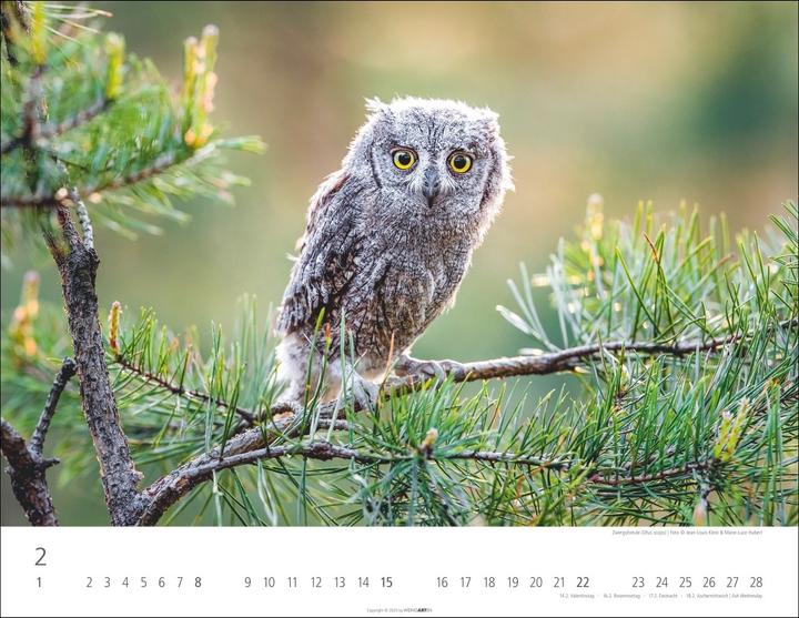 Produktbild Eulen Kalender 2026 (44 x 34 cm)