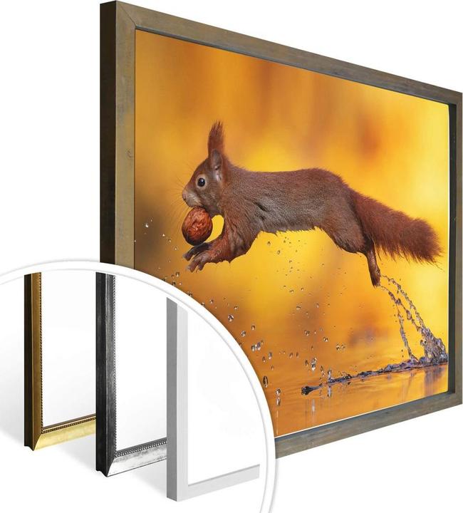 Produktbild Trenddeko van Duijn - Eichhörnchen im Sprung (60 x 50 cm)