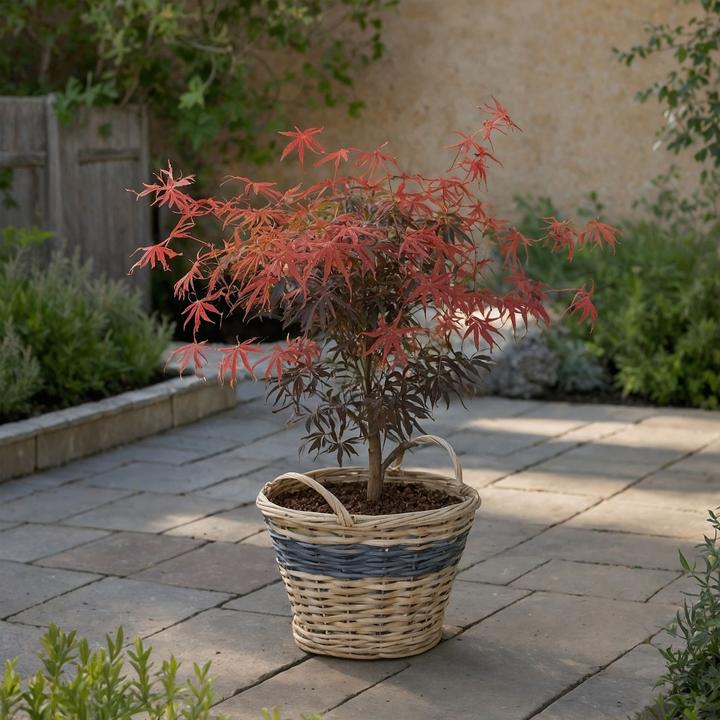 Actual product image Plant in a Box Acer palmatum 'Starfish' - Ahorn Baum (60 cm)