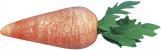Actual product image Rayher Carrot made from cotton wool (10x)