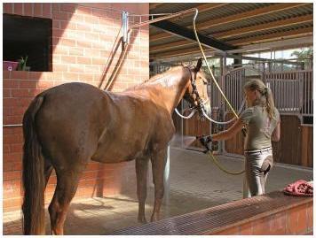 Actual product image Growi Horse spray shower fire