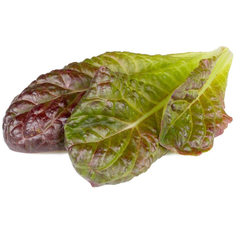 Click and Grow, Samen, Für eine grössere Darstellung klicken Sie auf das Bild. Smart Refill Roter Römersalat 3 Stk. (Pfl...
