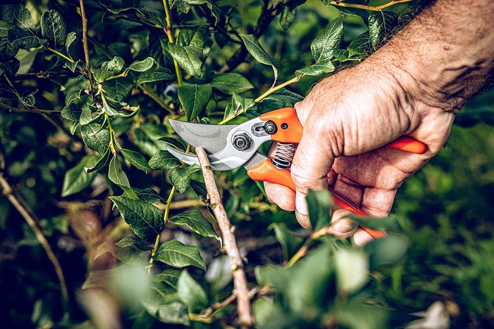 Actual product image Löwe Rose scissors 14.107