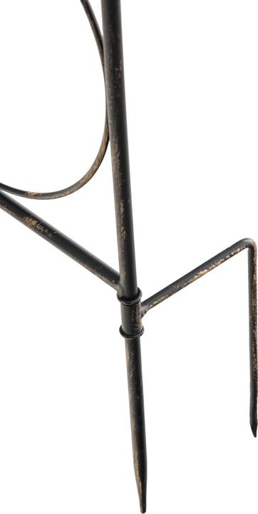 Actual product image CLP Mandevilla (1 cm, 99 cm)