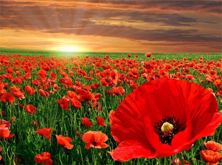 Produktbild Magni Diamond Painting Mohnblumen