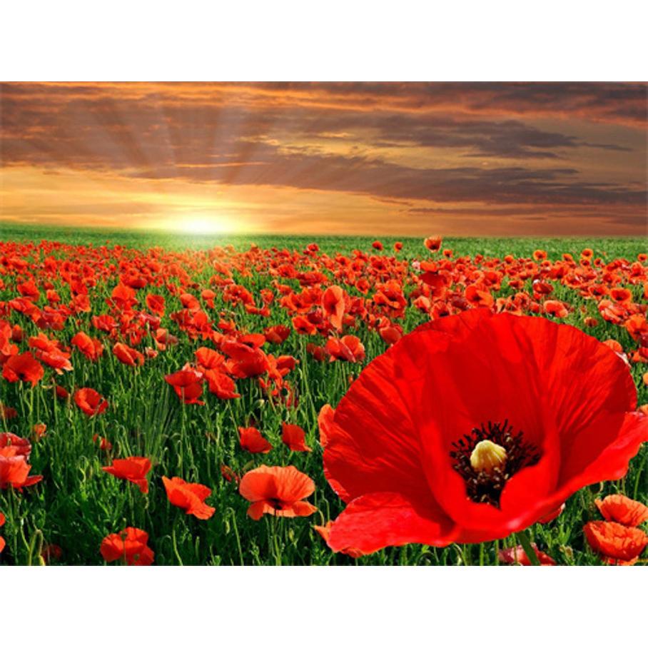 Magni Diamond Painting Mohnblumen (6037-40631)