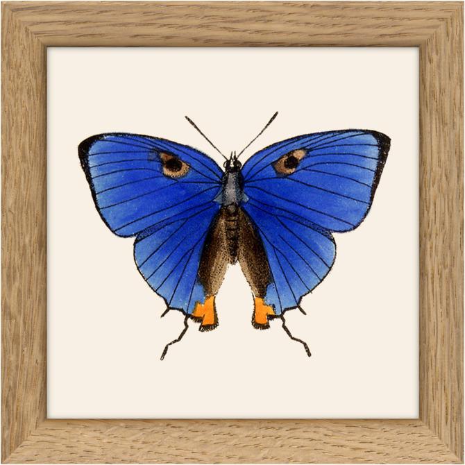 Produktbild Dybdahl Botanical (30 x 40 cm)