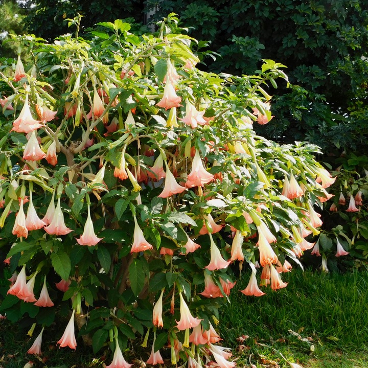Produktbild Plant in a Box Brugmansia versicolor, sanguinea, suaveolens - 3er Set Engelstrompete (25 cm)