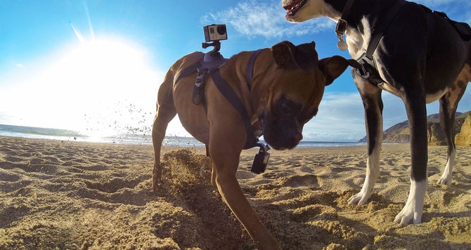 Image du produit GoPro Fetch harnais pour chien (Universel, Héros 7, Action Osmo)
