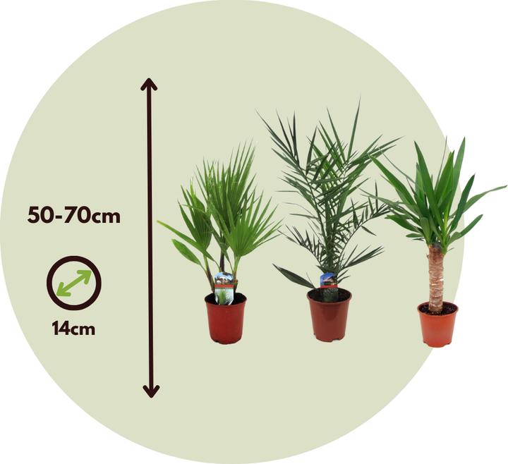 Produktbild Plant in a Box Phoenix canariensis, Yucca Elephantipes, Washingtonia Robusta - 3er Mischung Innenraum Palme + Poko (50 cm)