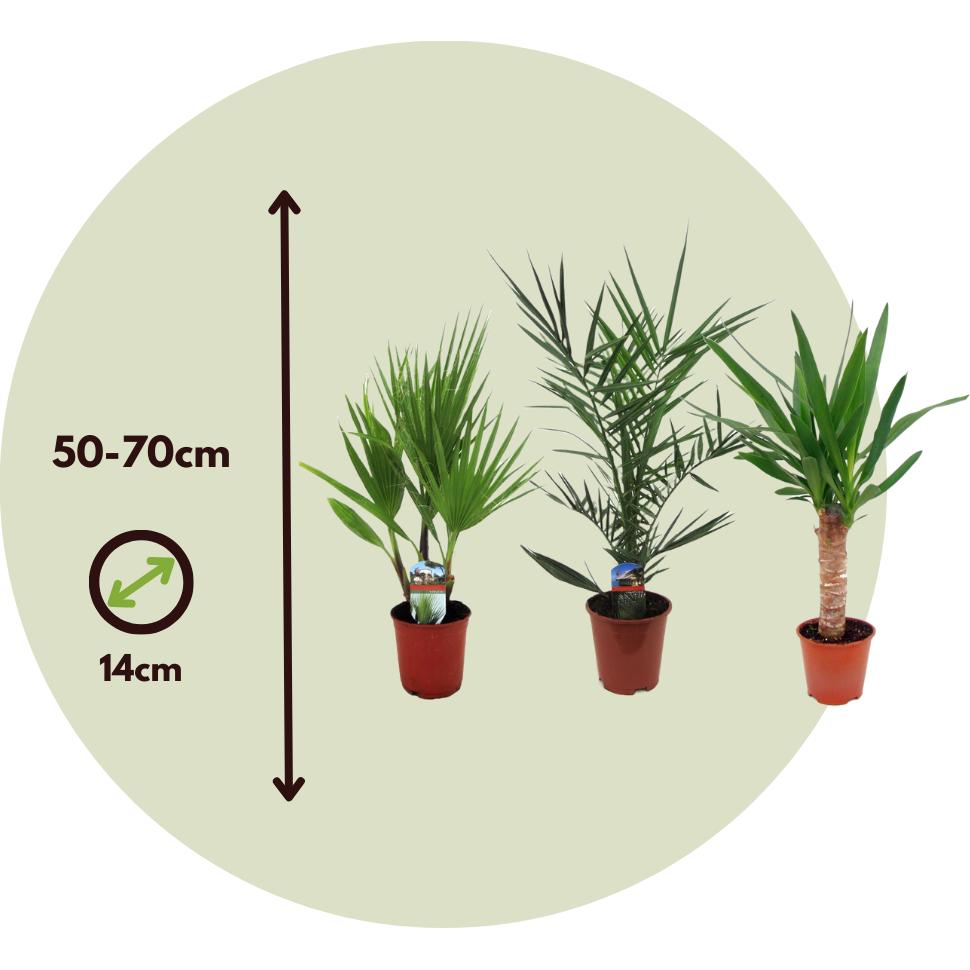 Thumbnail - Plant in a Box, Pflanzen, Phoenix canariensis, Yucca Elephantipes, Washingtonia Robusta - 3er Mischung Innenraum Palme (...