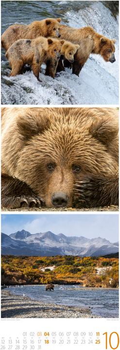 Image du produit Tierwelten Triplet-Kalender 2026 (24 x 66 cm, Allemand)