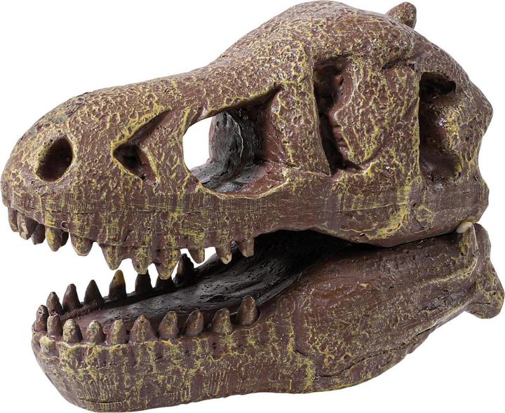 Actual product image Buki Experiment kit dinosaur skull - Tyrannosaurus