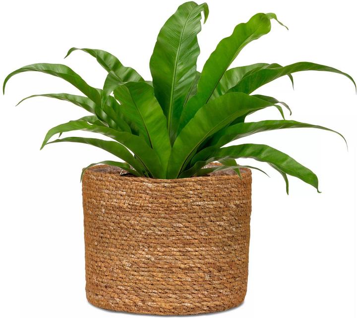 Produktbild Scheurich Seagrass 24 (24 x 24 x 22.50 cm)