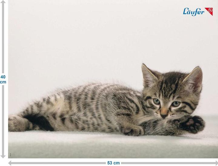 Image du produit Läufer Motif 40x53 chat gris (53 x 40 cm)
