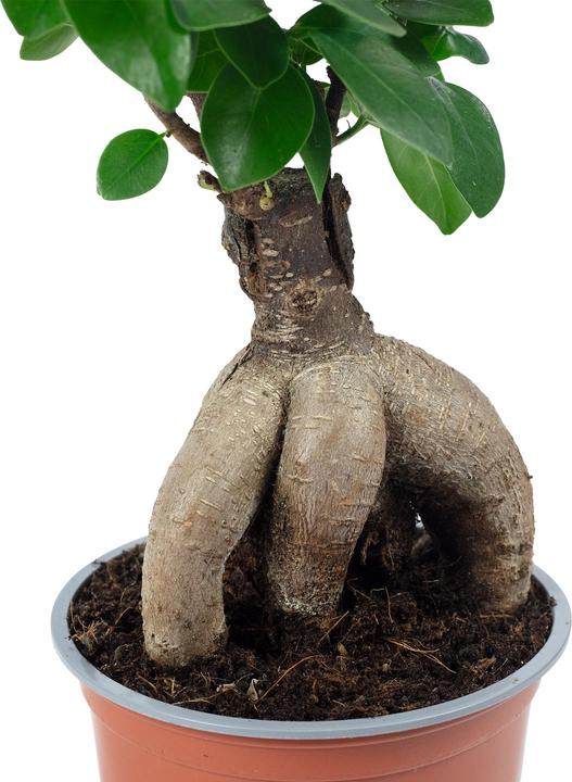 Immagine prodotto Flowerbox Bonsai - Ficus Ginseng (25 cm)