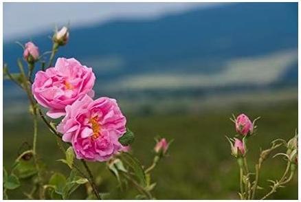 Image du produit Rose Baume après-rasage à la bulgare pour hommes 50ml (Baume après-rasage, 50 ml)