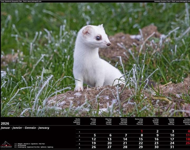 Image du produit Swiss Animals 2026 (40 x 31 cm)