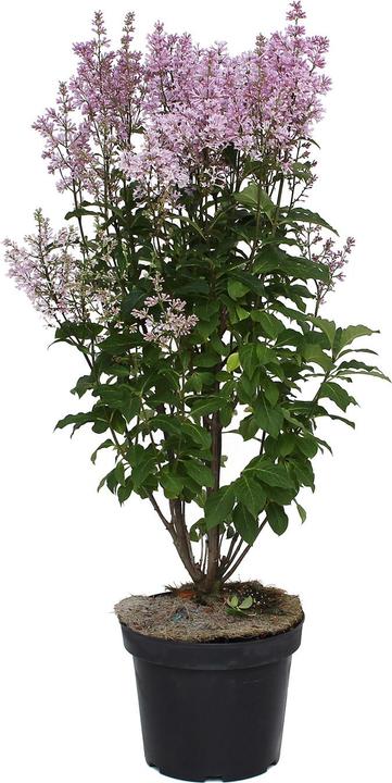 Immagine prodotto Zulauf Kanadischer Flieder / Syringa (PRE) 'Minuet' (70 cm)