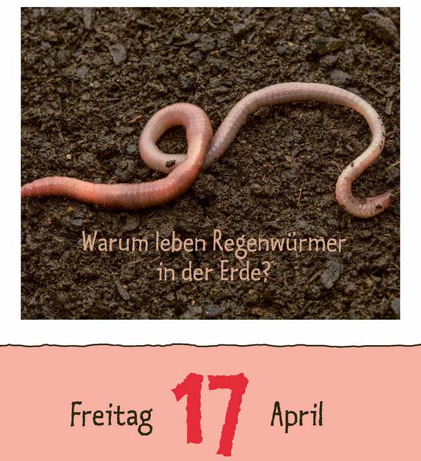 Produktbild Wie faul ist das Faultier? 2026 (12 x 16 cm)