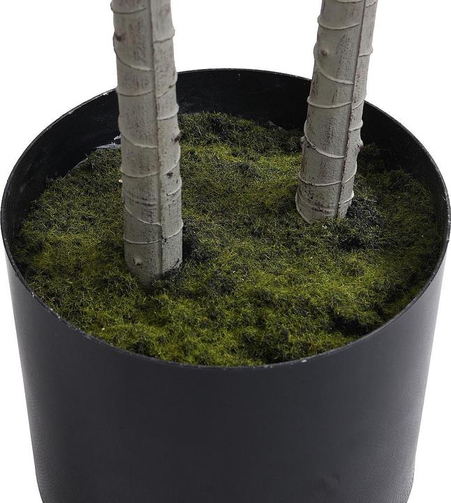 Immagine prodotto Ozaia Lya (150 cm)