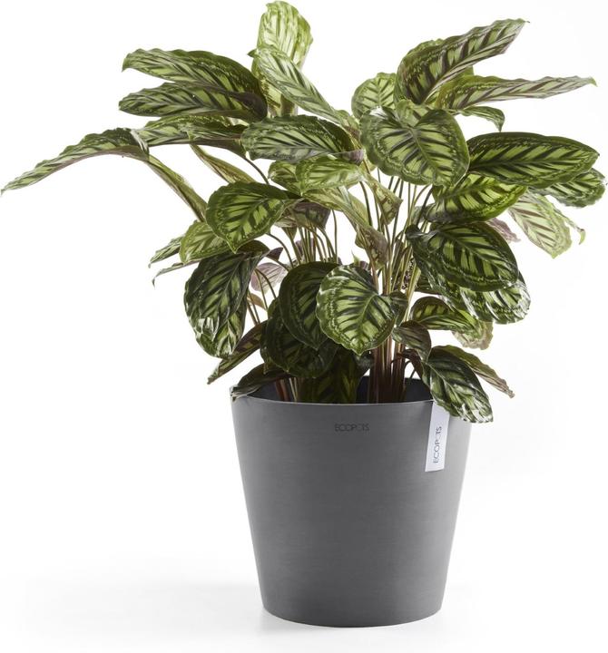 Actual product image Ecopots Amsterdam (30 cm)