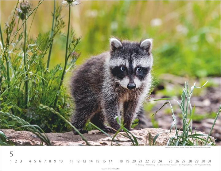 Actual product image Heimische Wildtiere Kalender 2026 (44 x 34 cm)