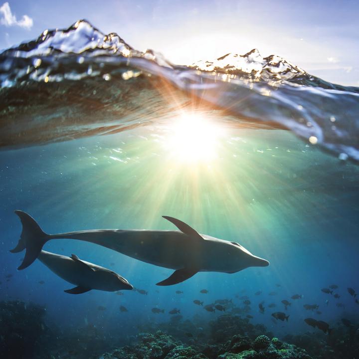 Produktbild Delfine/Dolphins 2026 (30 x 30 cm)