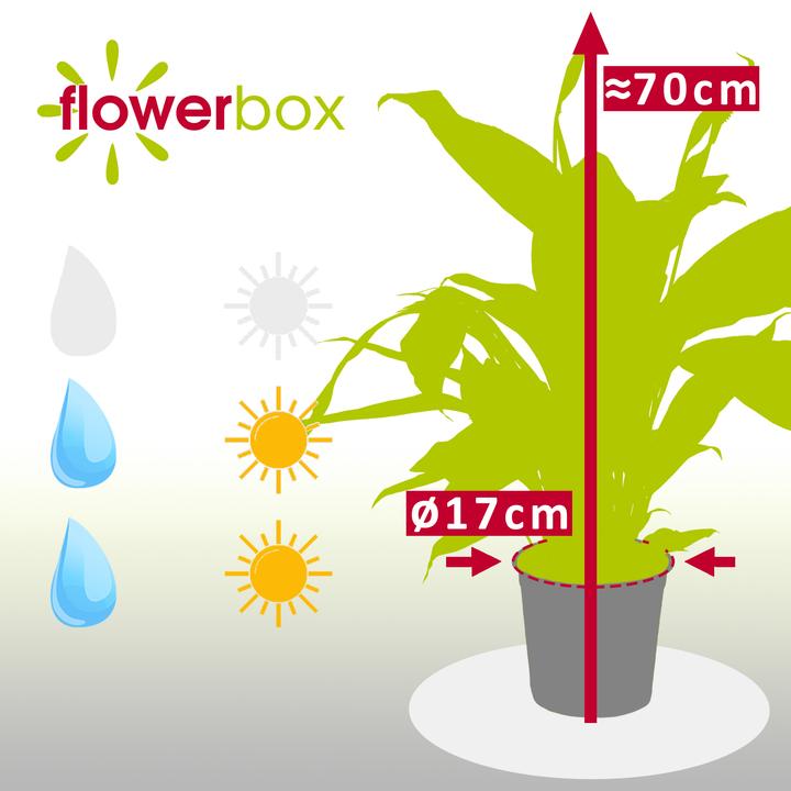 Actual product image Flowerbox Peace lily 4-8 flowers/buds - height ca. 70 cm, pot-Ø 17 cm - Spathiphyllum (70 cm)