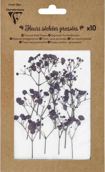 Produktbild Clairefontaine Trockenblumen Lavendel (Trockenblumen)