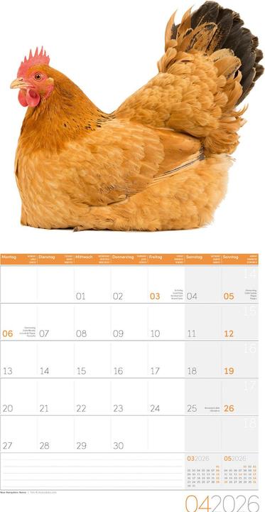 Produktbild Verrückte Hühner Kalender 2026 - 30x30 (30 x 30 cm, Harter Einband, Englisch, Französisch, Deutsch, Italienisch)