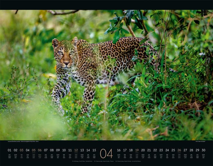 Image du produit Wildes Afrika Kalender 2026 (54 x 42 cm, Couverture rigide, Anglais, Français, Allemand)