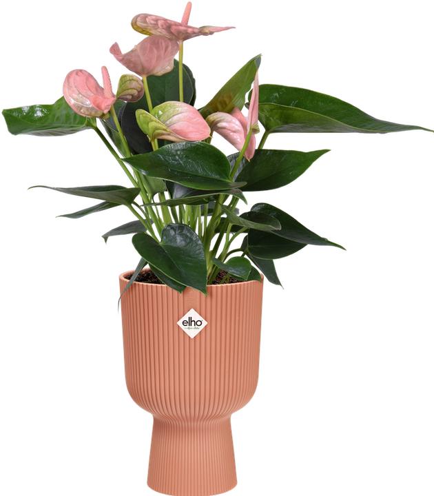 Produktbild Elho Vibes Fold Coupe (14 x 21 cm)