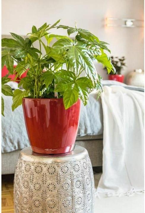 Image du produit Lechuza Classico (22 x 20 cm)