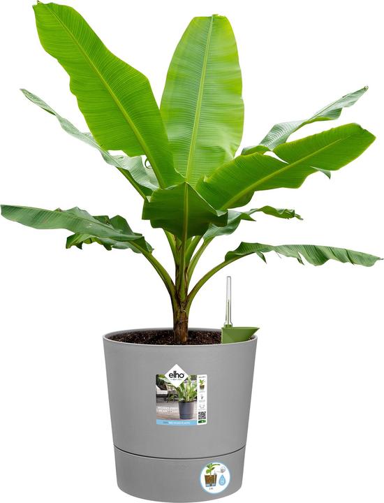 Actual product image Elho Blumenschale (30 cm)