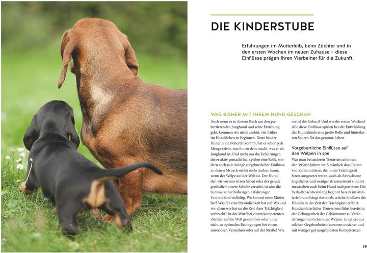 Produktbild Wenn der Welpe zum halbstarken Hund wird (Deutsch, Sophie Strodtbeck, 2018)