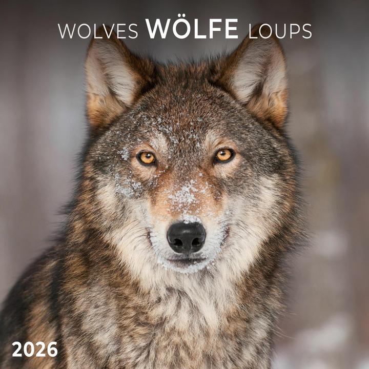 Produktbild Wölfe/Wolves 2026