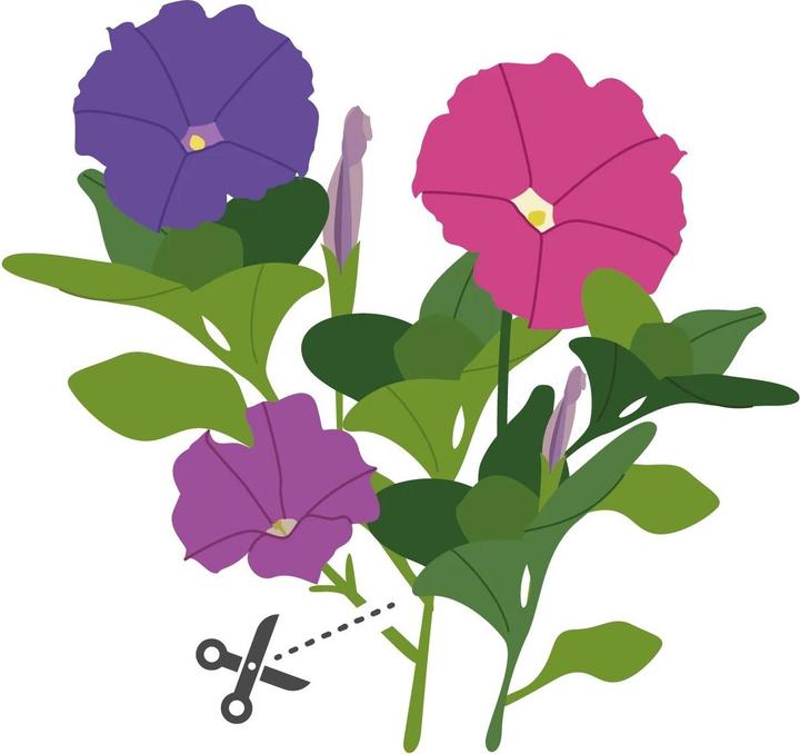 Actual product image Véritable Dwarf petunia (Herb seeds)