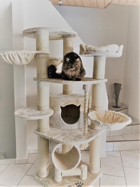 Produktbild Pet Homes Mallorca (192 cm, Crème)