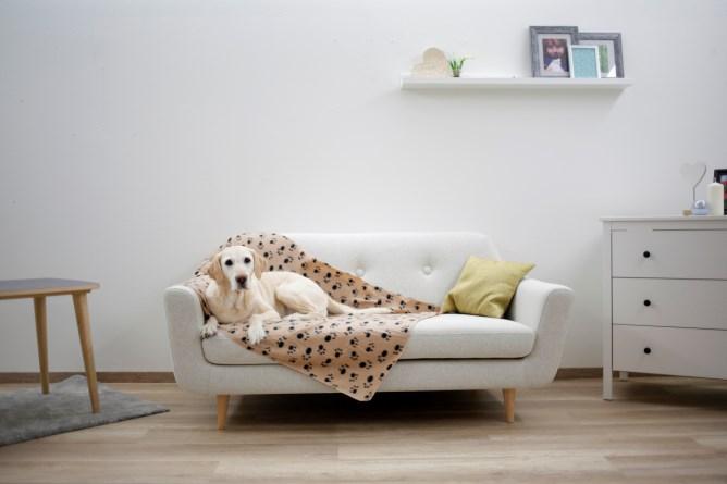 Image du produit Kerbl Stella (Chien)