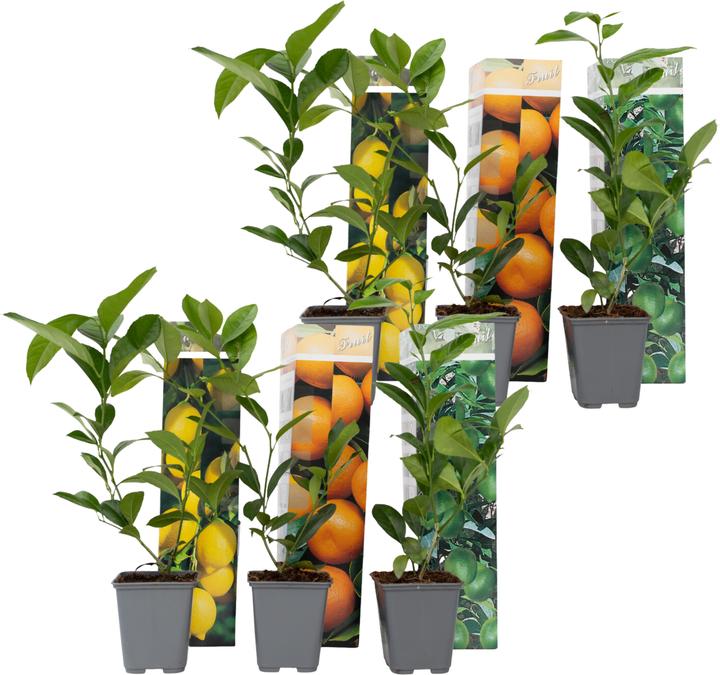 Produktbild Plant in a Box Citrus lime, calamondin, limon - 6er Set Citrus pflanzen Mix (25 cm)