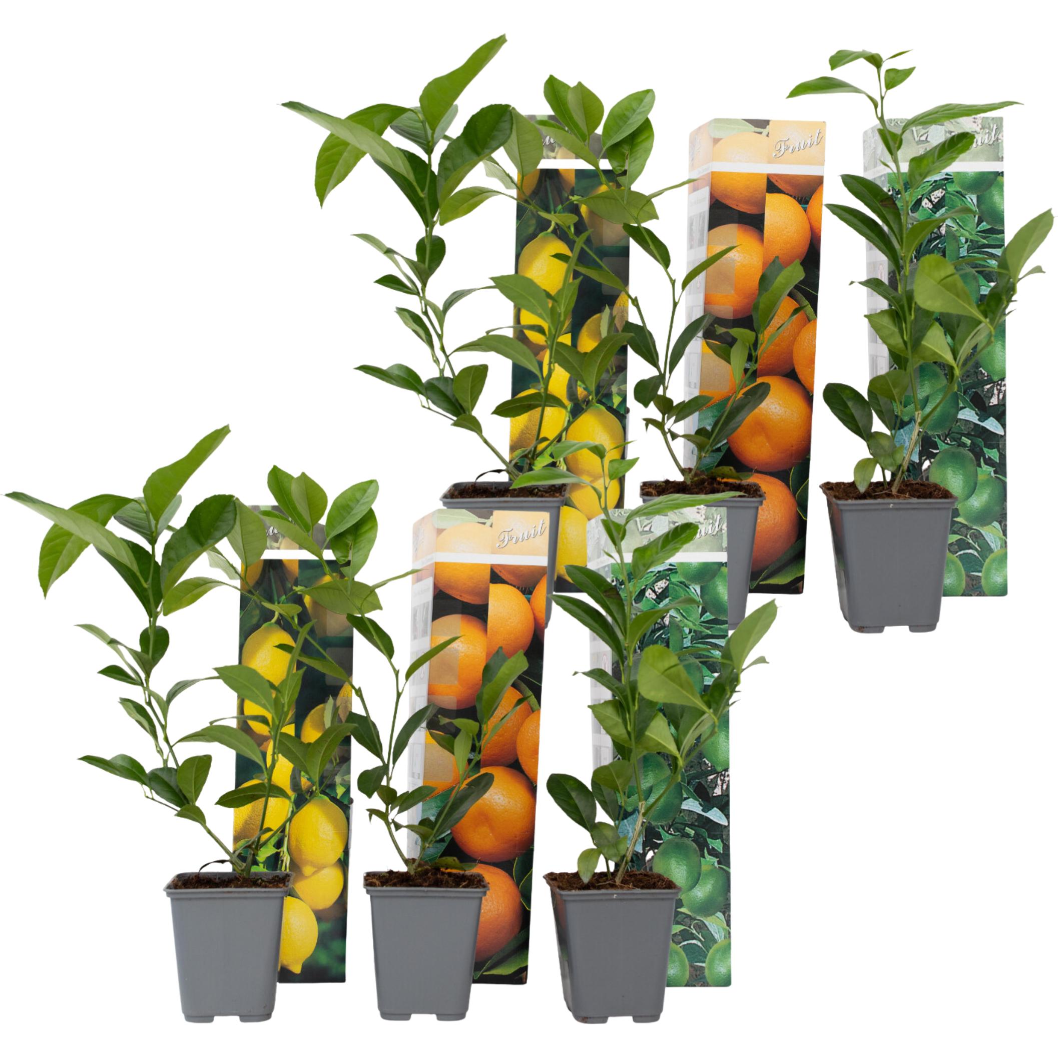 Plant in a Box, Pflanzen, Citrus lime, calamondin, limon - 6er Set Citrus pflanzen Mix (25 cm)