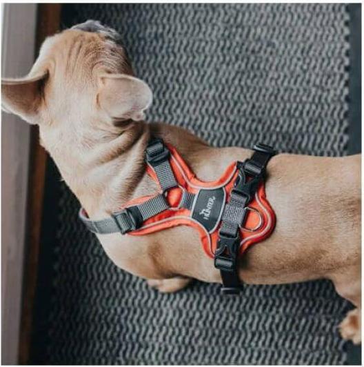Productafbeelding Hunter Divo servies (S, M, Hond, Algemeen, Loop)